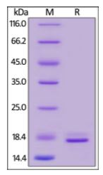 Human TNF-alpha, Tag Free, low endotoxin (HPLC-verified) on SDS-PAGE under reducing (R) condition. The gel was stained overnight with Coomassie Blue. The purity of the protein is greater than 95%.